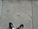 paws